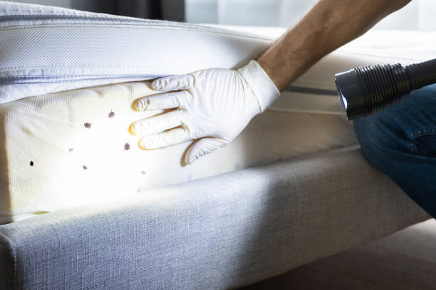 Best Pest Control for Homes  in Calcium, NY