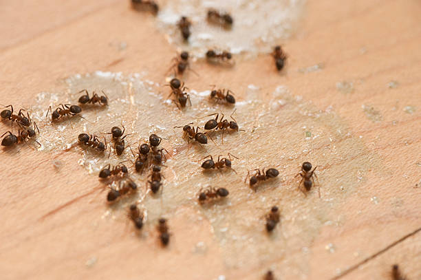 Calcium, NY Pest Control Company