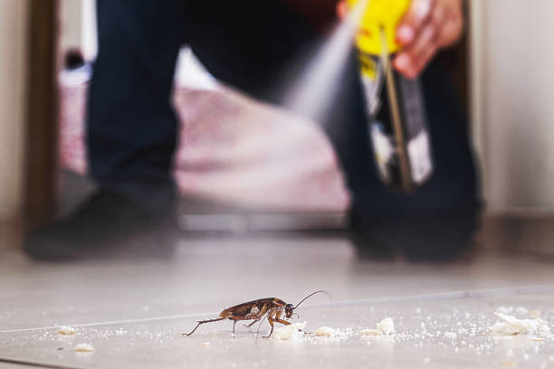 Spider Control Near Me in Calcium, NY